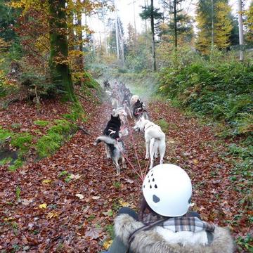 Schlittenhunde Passagierfahrt mit Wagen im Herbst (für 2 Personen)