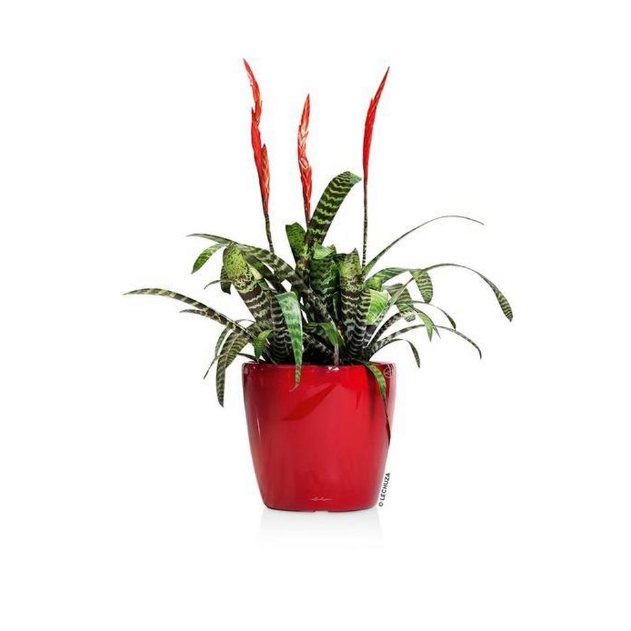 Lechuza Premium Collection CLASSICO LS all-in-one  