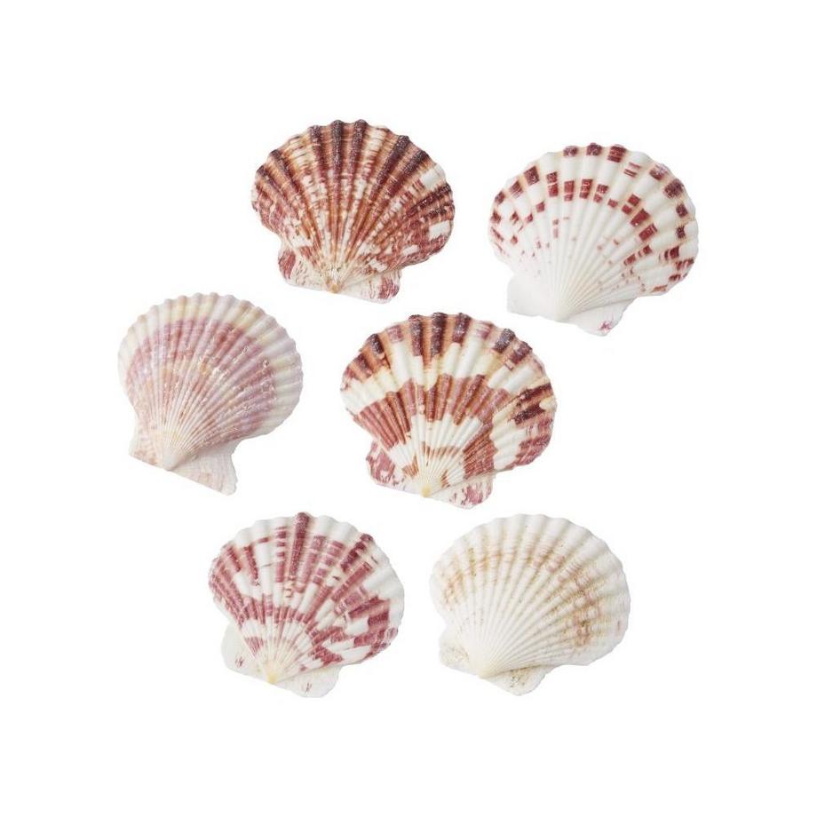 HOBBYFUN  Streudeko Muscheln 
