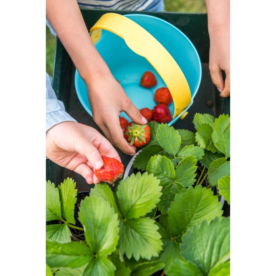 Quut  Bucki, Banana blue 