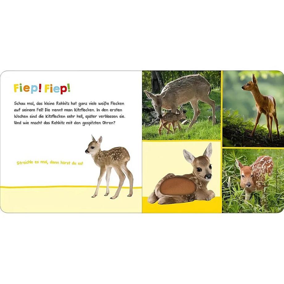 Hör mal rein, wer kann das sein? - Tierbabys Kein Autor Copertina rigida 