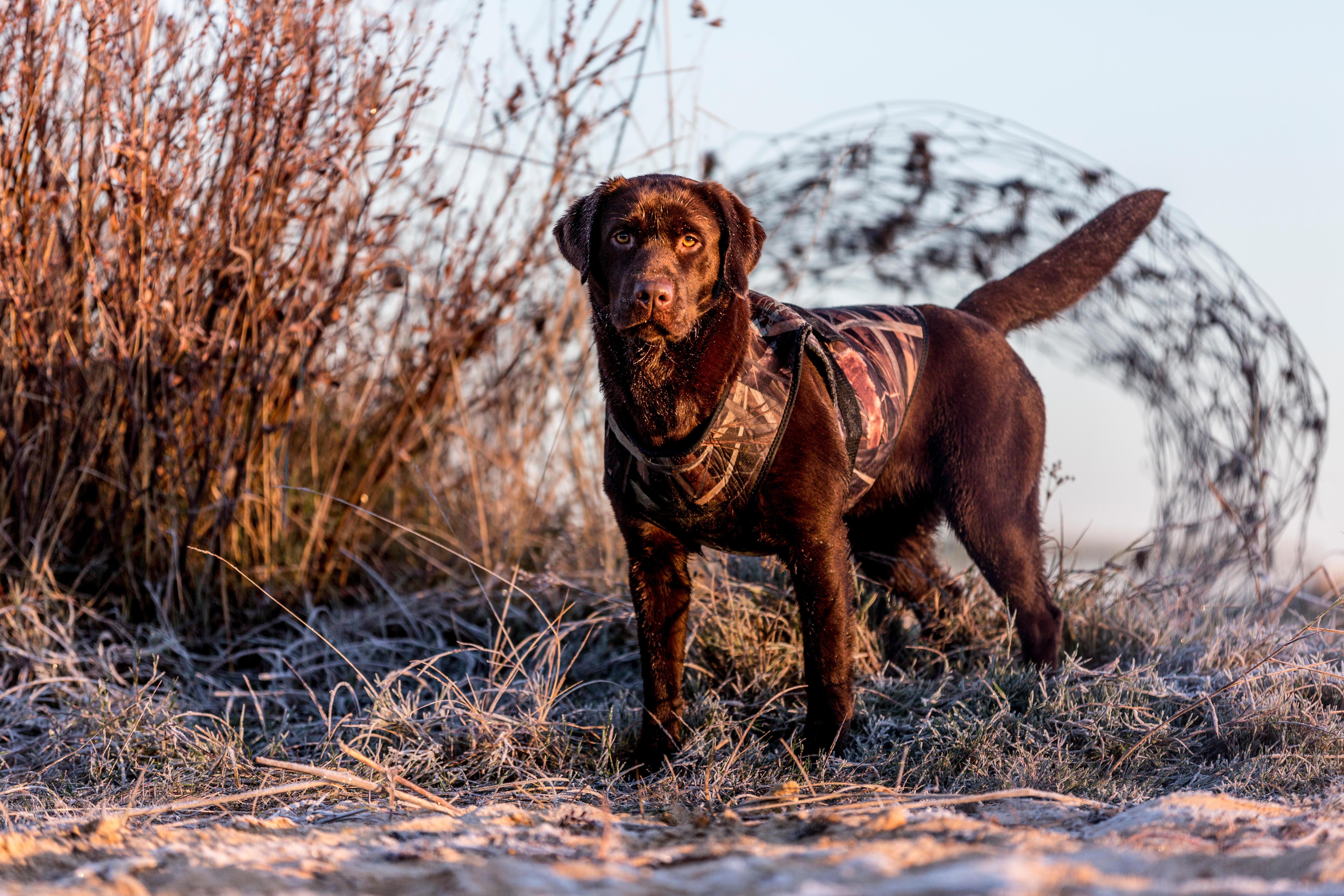 SOLOGNAC  Schutzweste Hund Neopren Jagd mit Camouflage 