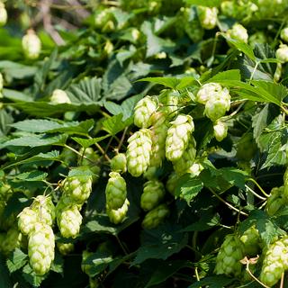Sekoya Swiss  Hopfen | Beruhigend und entspannend, für besseren Schlaf 