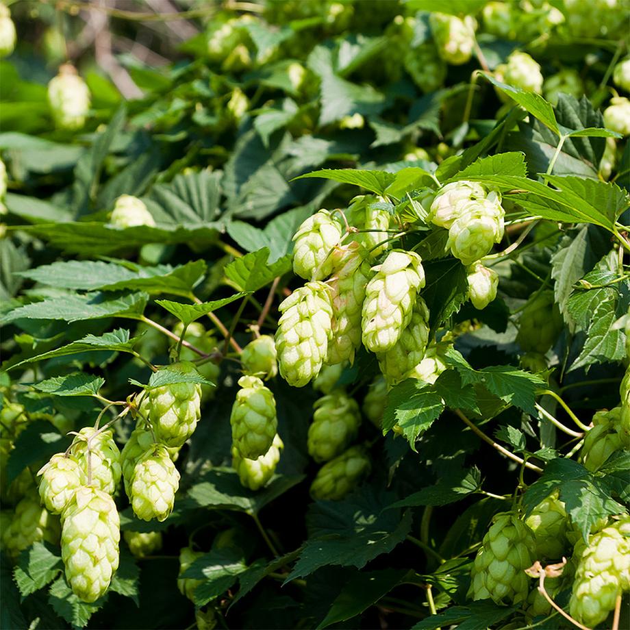 Sekoya Swiss  Hopfen | Beruhigend und entspannend, für besseren Schlaf 