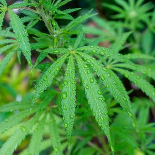 Lotus Bettwaren Lotus Hanf Bettwäsche  