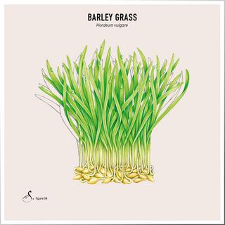 Sekoya Swiss  Barley Grass | Säure-Basen-Gleichgewichts 