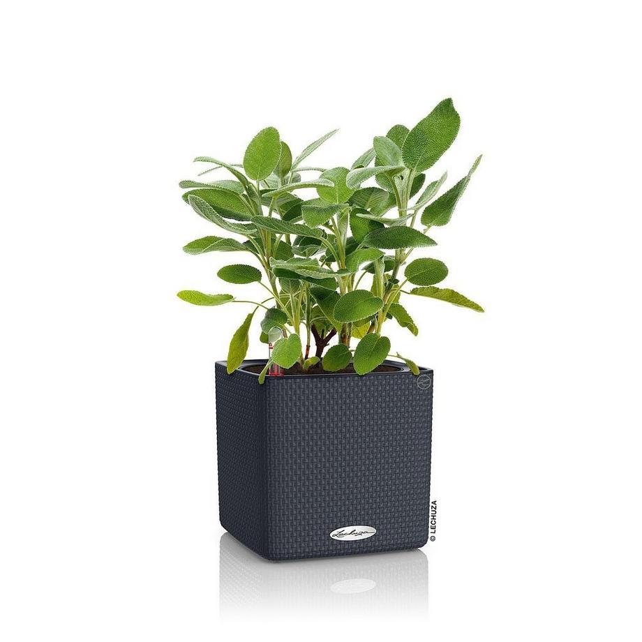 Lechuza CUBE Color all-in-one  