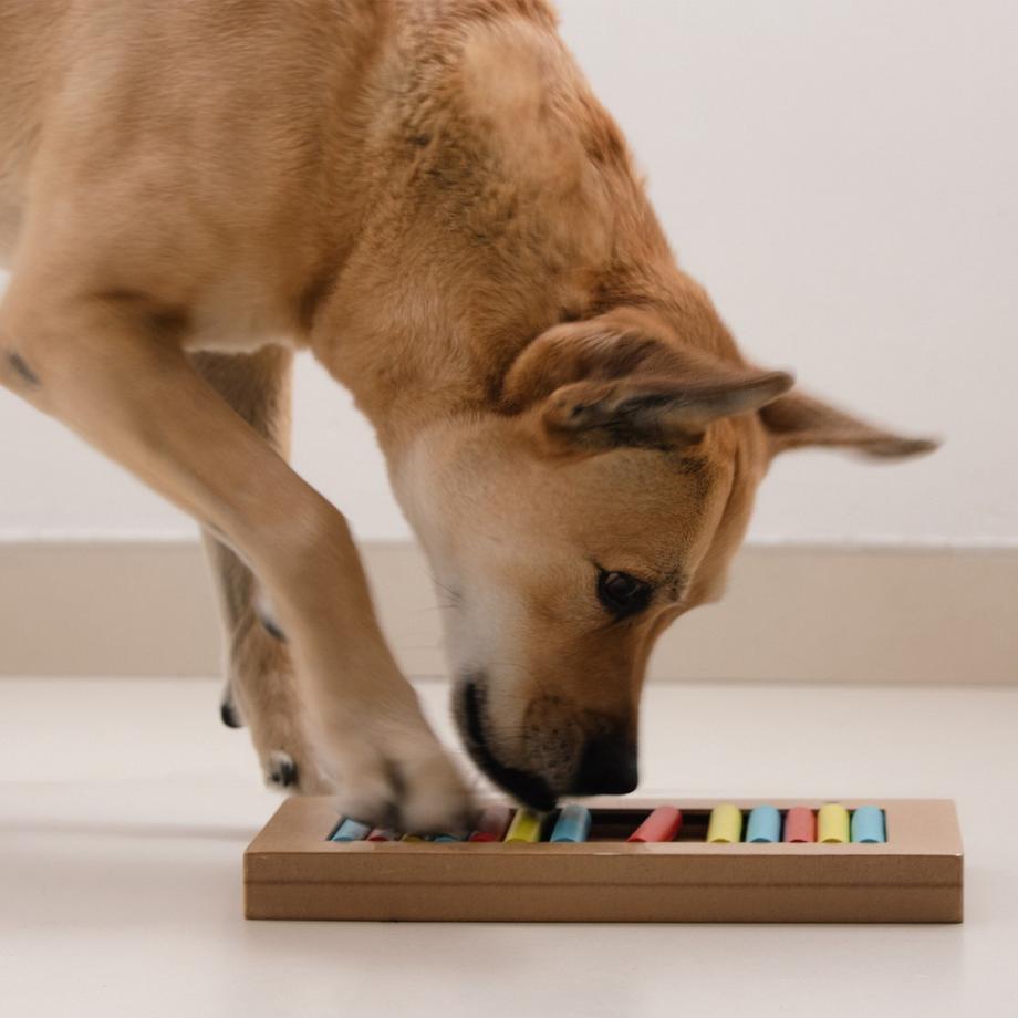 B2X  Intelligentes Spielzeug für Hunde 