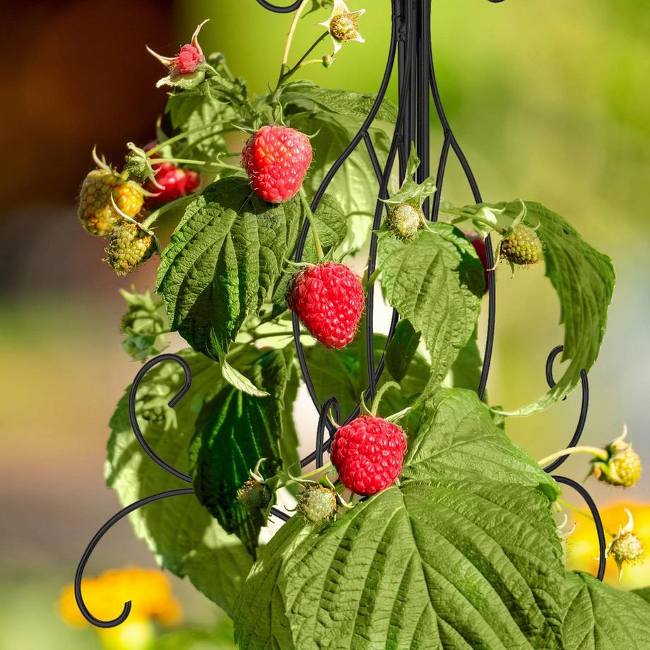 Northix Dreibeiniges Pflanzenspalier  