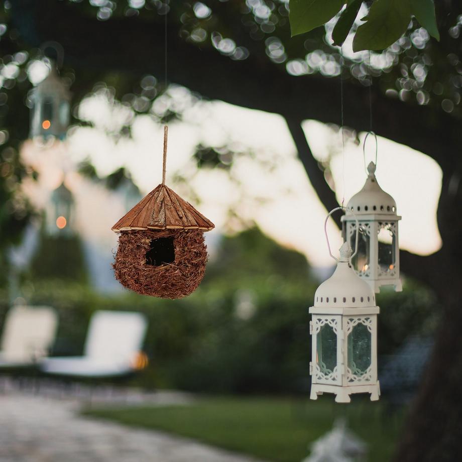 B2X  Stroh aus Vogelnest 