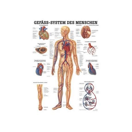 RUEDIGER RÜDIGER Lehrtafel laminiert Gefässsystem 70 x 100 de  