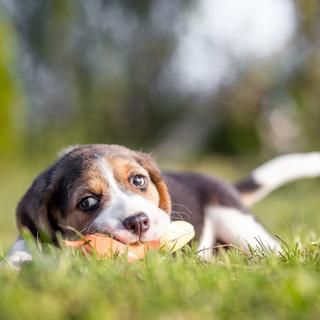 B2X  Hundespielzeug Wurst 