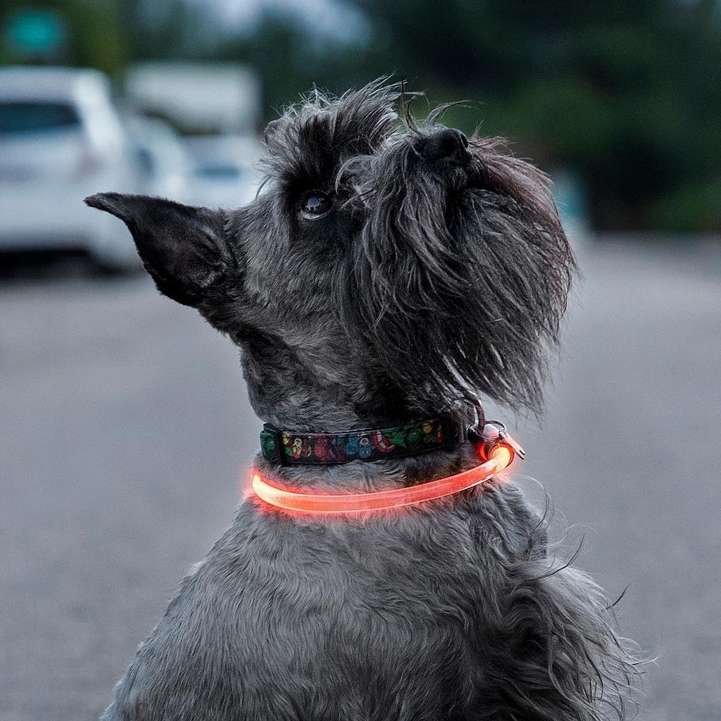 InnovaGoods  Collier LED pour animaux de compagnie 