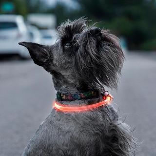 InnovaGoods  Collier LED pour animaux de compagnie 