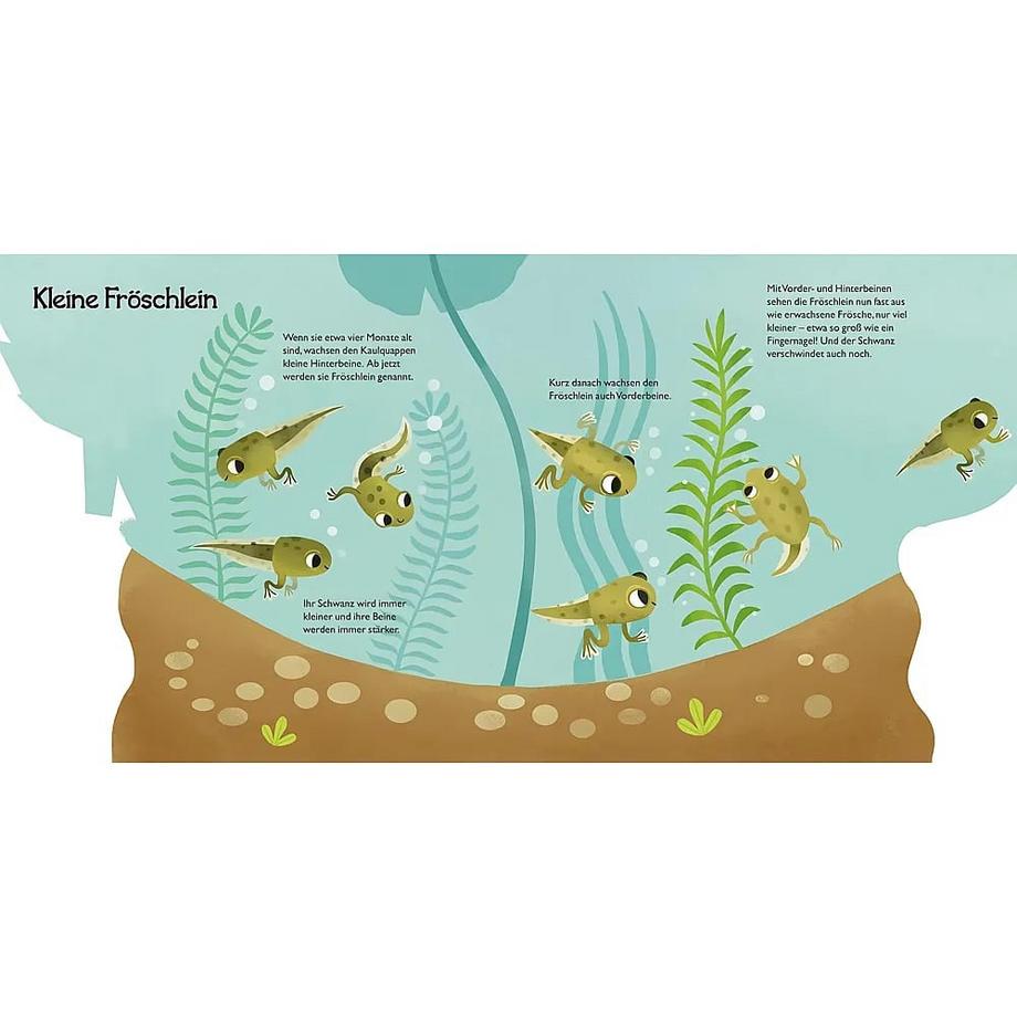 Von der kleinen Kaulquappe zum Frosch Savery, Annabel; Deo, Laura (Illustrationen) Gebundene Ausgabe 