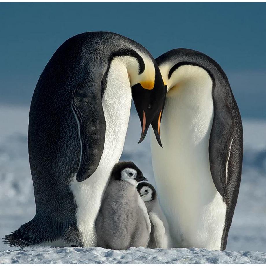 B+W  B+W T-Pro 007 Kamerafilter Transparent 8,6 cm 