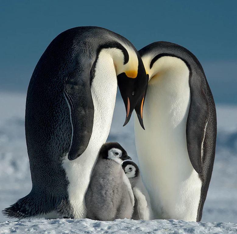 B&W  T-Pro 007 Clear MRC nano (39mm, Schutzfilter) 