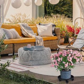 B2X Pflanzenroller Kunststoff Groß 2er Set  