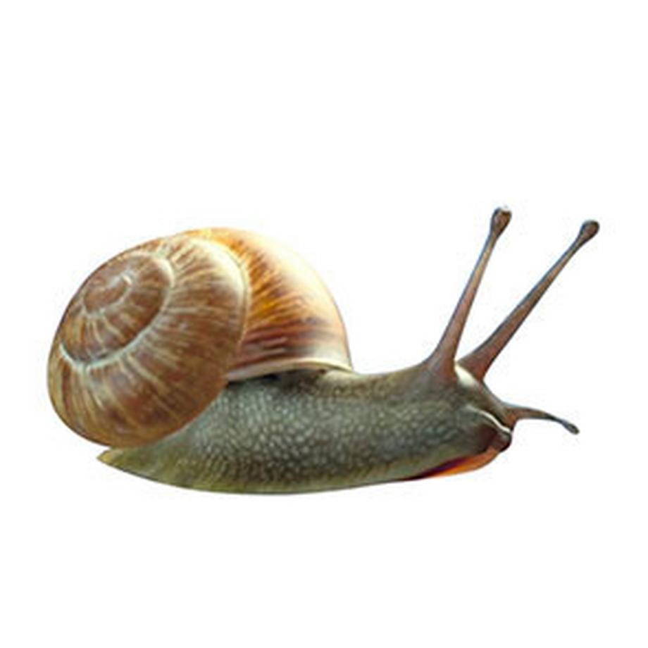 BEST DIRECT  ELLEZZA BODY CREAM 100ml - Crème corporelle régénérante 