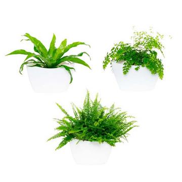 3 Pack Wall Planters ; jardinière blanche