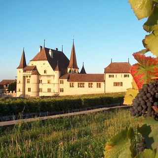 Geschenkidee  Visite et dégustation de vin avec 3 bouteilles offertes (pour 2 personnes) 