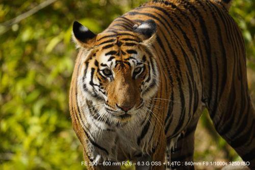 SONY  FE 200-600mm f/5.6-6.3 G OSS Hybridobjektiv weiàŸ 