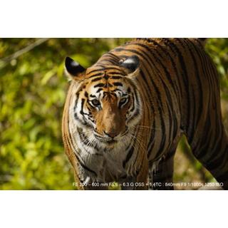 SONY  FE 200-600mm f/5.6-6.3 G OSS Hybridobjektiv weiàŸ 