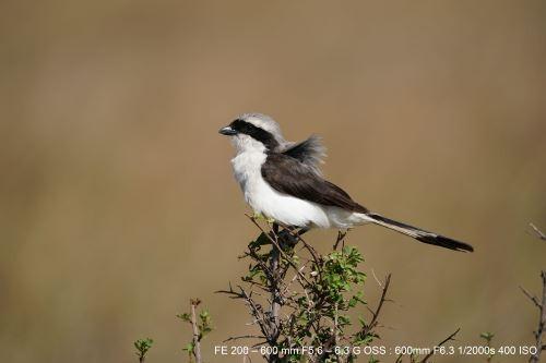 SONY  FE 200-600mm f/5.6-6.3 G OSS Hybridobjektiv weiàŸ 