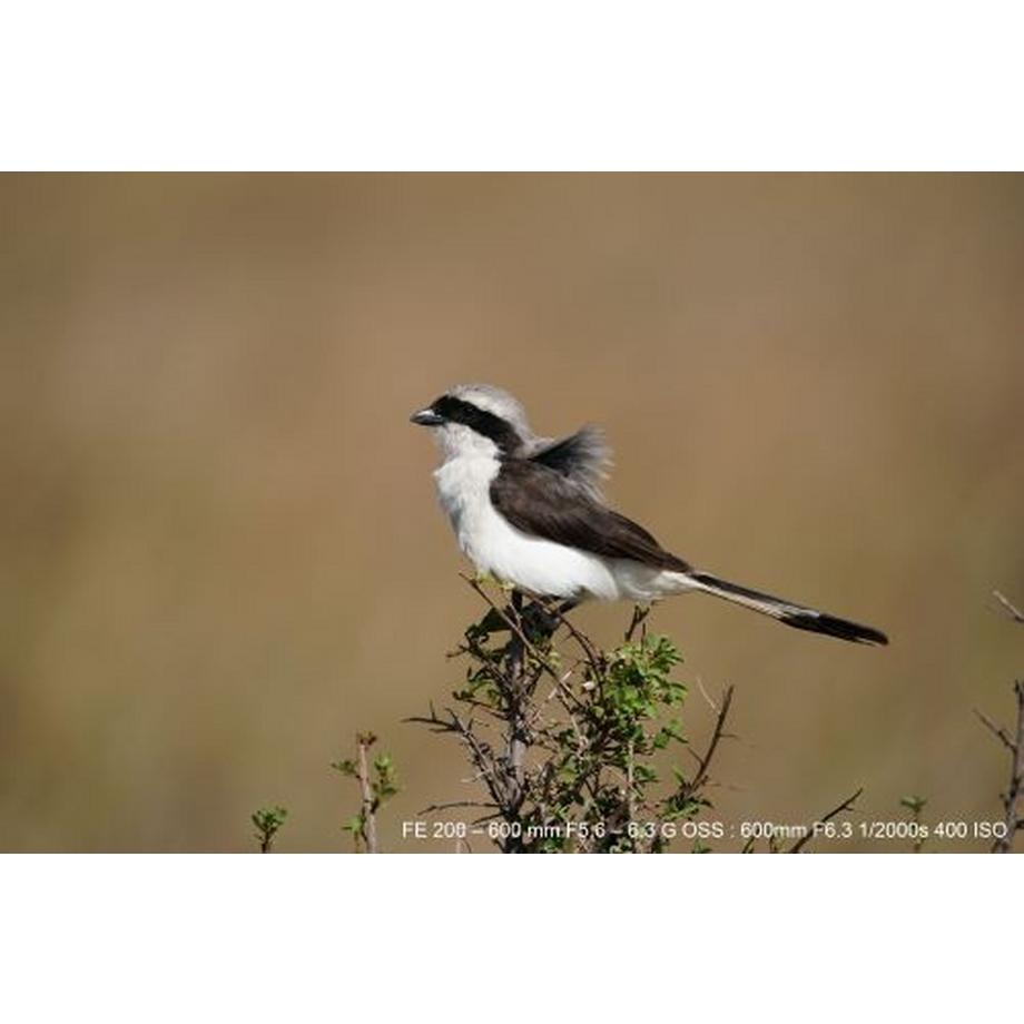 SONY  Objectif hybride  FE 200-600mm f/5.6-6.3 G OSS blanc 