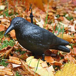 Northio  Oiseau épouvantail - Corbeau 