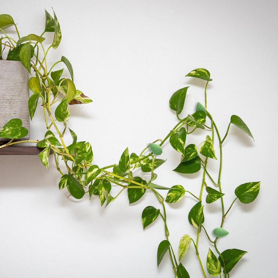 B2X Selbstklebende Pflanzenklammern im Set zu 140 Stück  