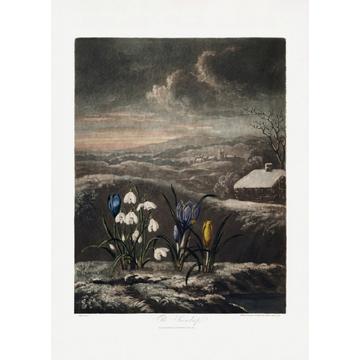 The Snowdrops From The Temple Of Flora (1807) - 70x100 cm
