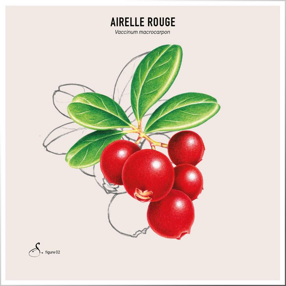 Sekoya Swiss  Airelle | D-Mannose | Contre les infections urinaires 