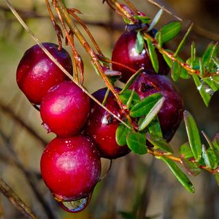 Sekoya Swiss  Cranberry | D-Mannose | Gegen Harnwegsinfektionen 