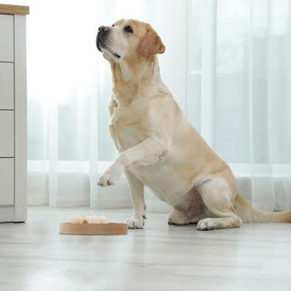 B2X  Jouets intelligents pour chiens et chats 