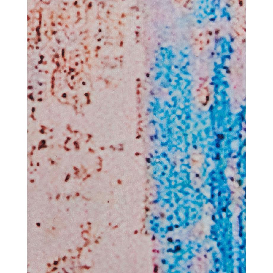 Beliani Teppich aus Polyester Modern INEGOL  