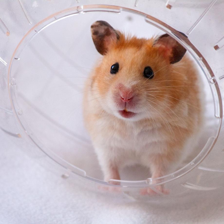 B2X  Balle pour hamster avec couvercle bleu clair 