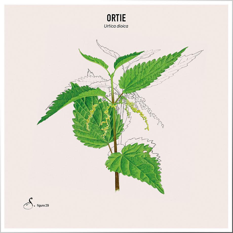 Sekoya Swiss  Brennnessel & Bambus | Stärkt Haare und Nägel 