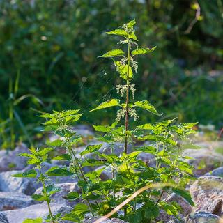 Sekoya Swiss  Brennnessel & Bambus | Stärkt Haare und Nägel 