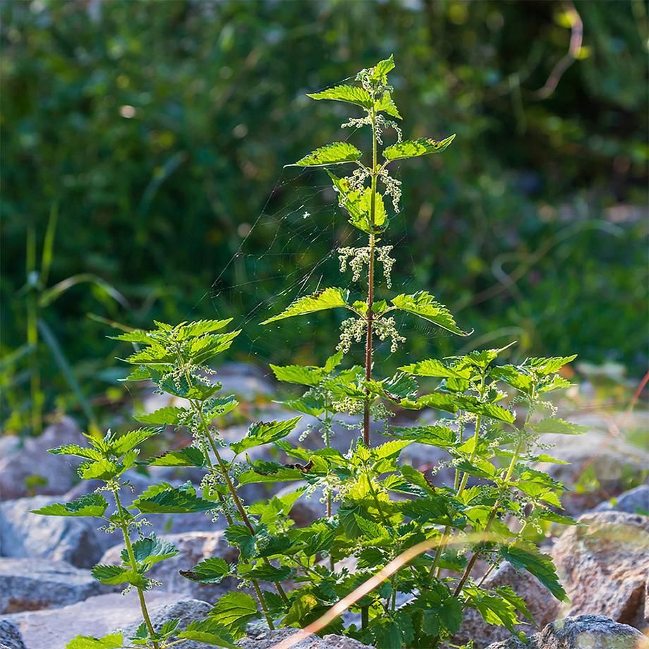 Sekoya Swiss  Ortie & Bambou | Renforce les cheveux et les ongles 