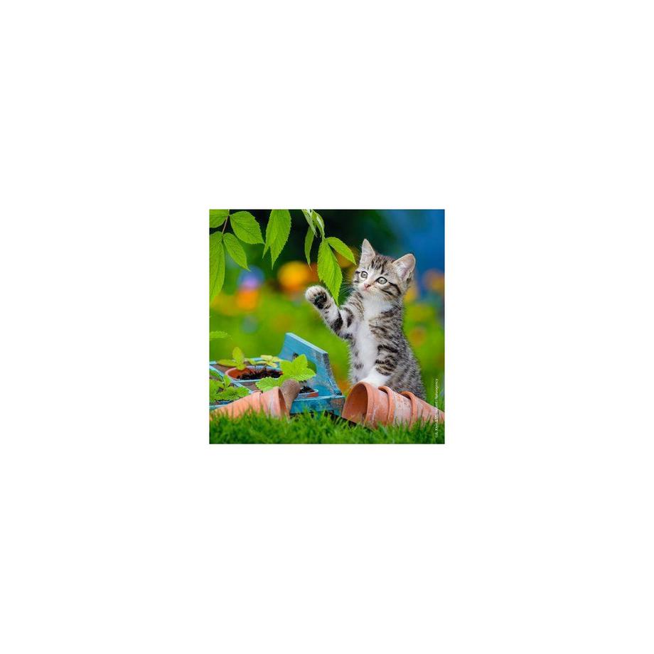 Ravensburger  Ravensburger puzzle Chatons tigrés 3x49p 