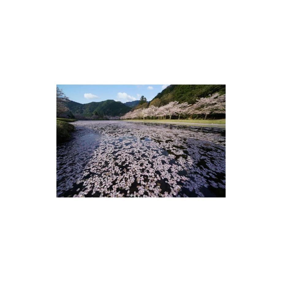 SONY  FE 12-24mm f 4.0 G 