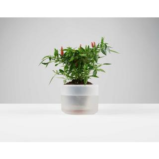 Boskke Till Planter, Pot à plantes transparent avec auto-arrosage  