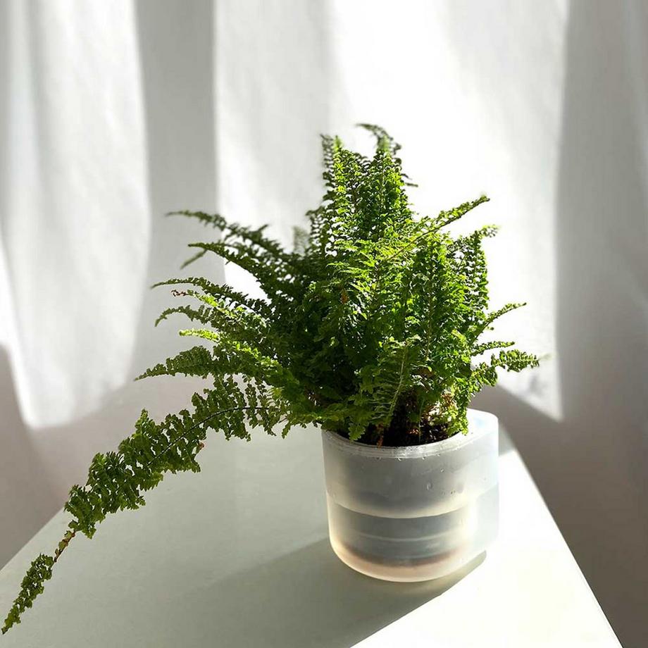 Boskke Till Planter, Transparenter Planzentopf mit Selbstbewässerung  