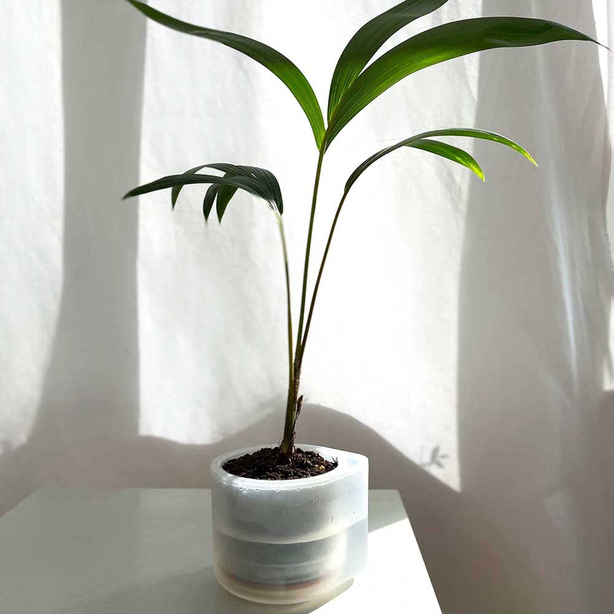 Boskke Fioriera Till, vaso trasparente per piante con autoinnaffiatura  