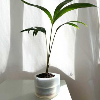 Boskke Fioriera Till, vaso trasparente per piante con autoinnaffiatura  