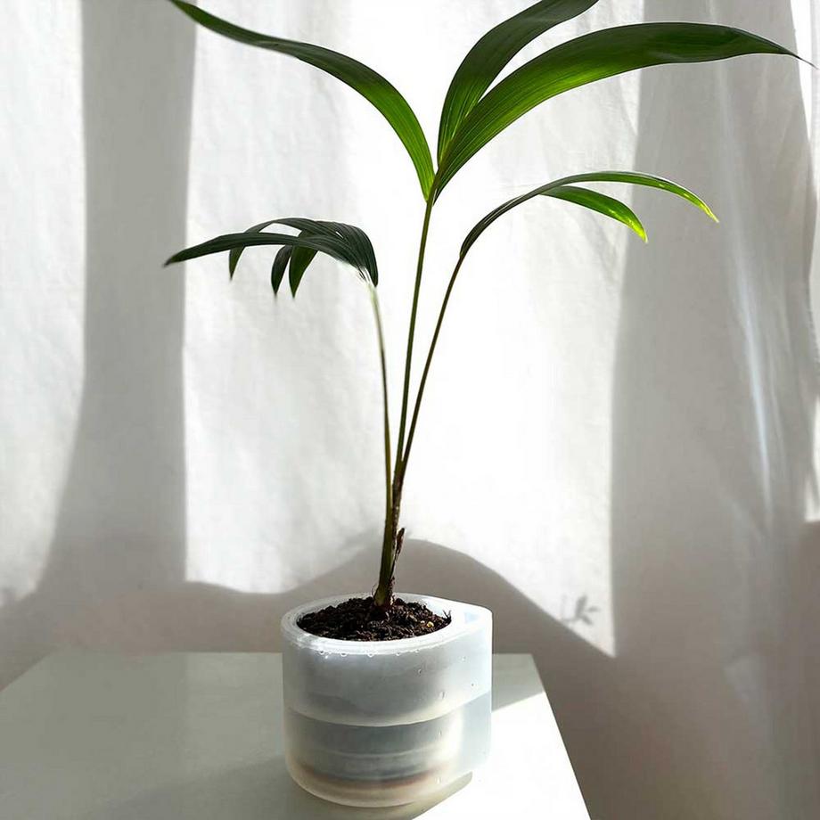 Boskke Till Planter, Transparenter Planzentopf mit Selbstbewässerung  