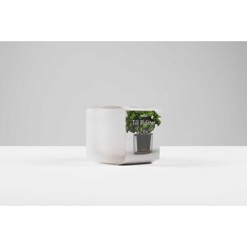 Till Planter, Pot à plantes transparent avec auto-arrosage