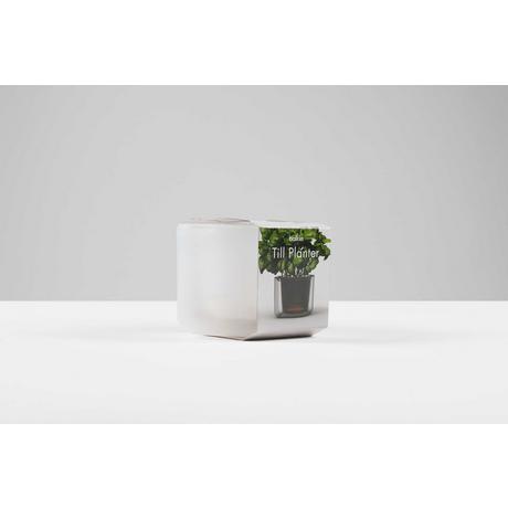 Boskke Till Planter, Pot à plantes transparent avec auto-arrosage  