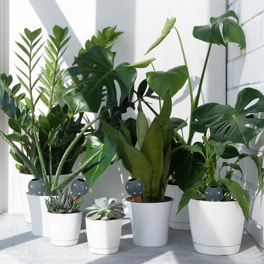 B2X  Große Tonkegel zur Bewässerung 4er Set 